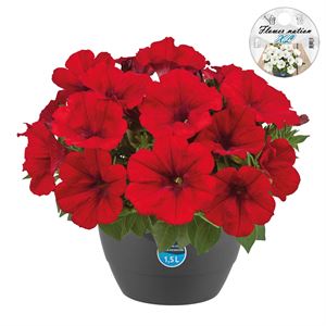 Afbeelding van HP27 Petunia Red fire